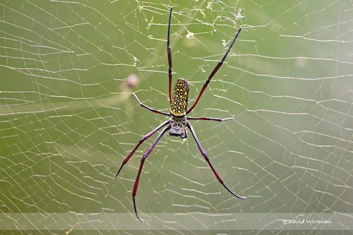 Batik golden web spider