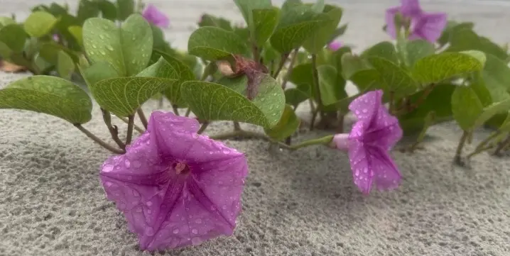 Beach morning glory