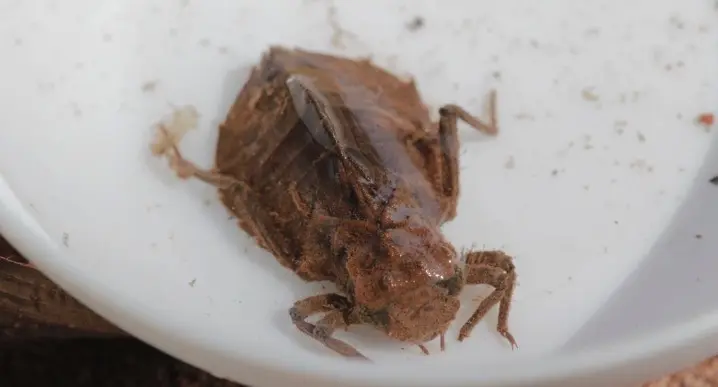 Dragonfly larvae