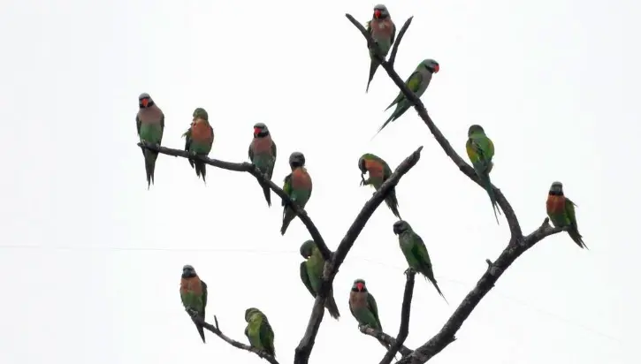 Red Breasted  Parakeet