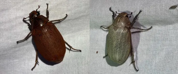 Sugarcane White Grub