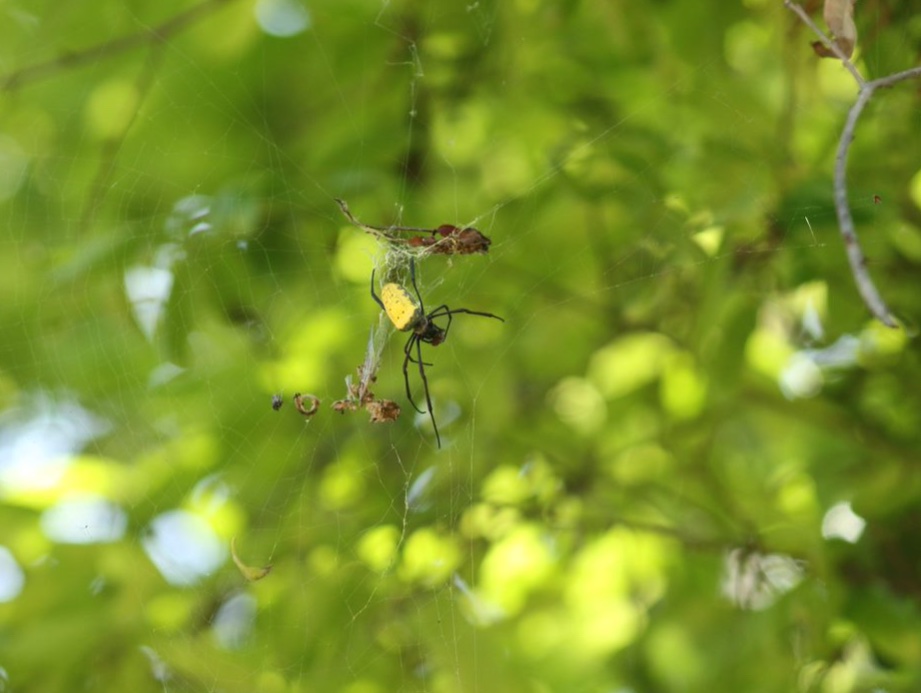 Batik golden web spider
