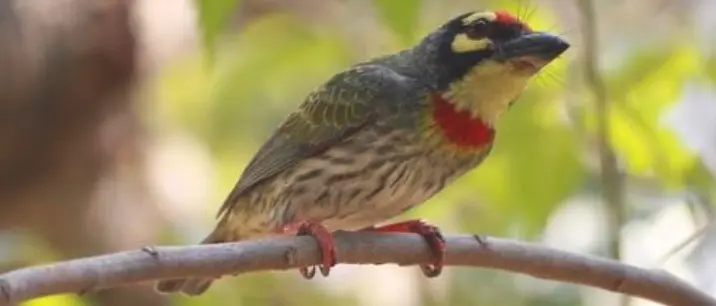 Coppersmith barbet