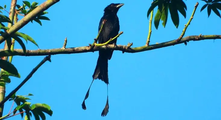 Greater Racket-tailed Drongo
