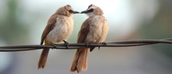 Yellow-vented Bulbul