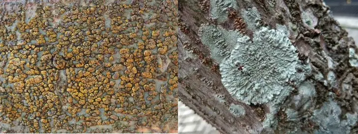 Lichen