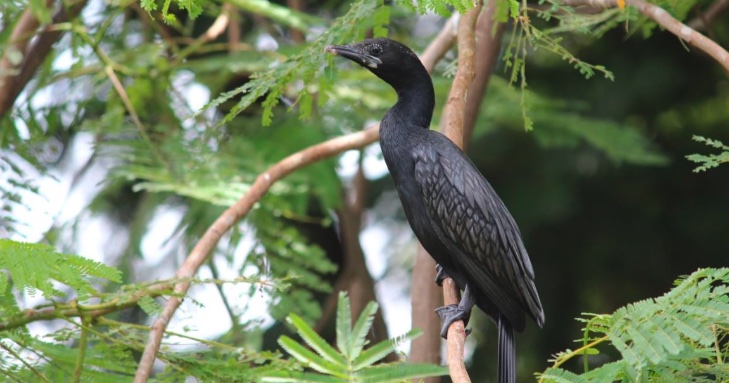 Little cormorant