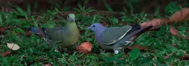 Pink necked Green pigeon