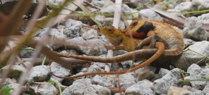 Red-headed lizard