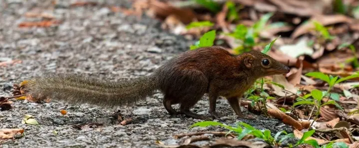 Southern Treeshrew