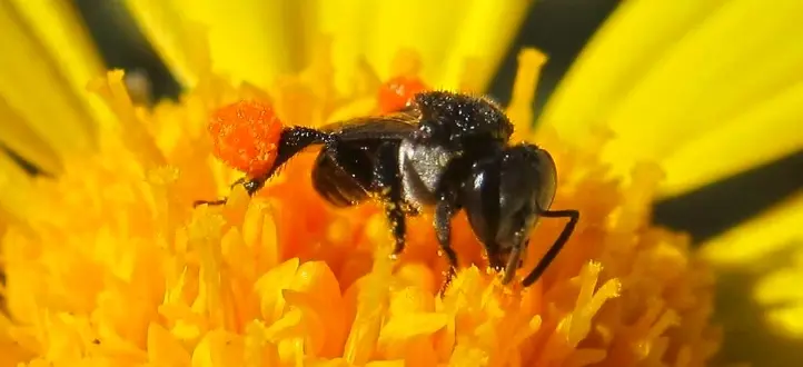 Stingless bee