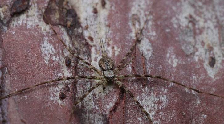 Two tailed spider
