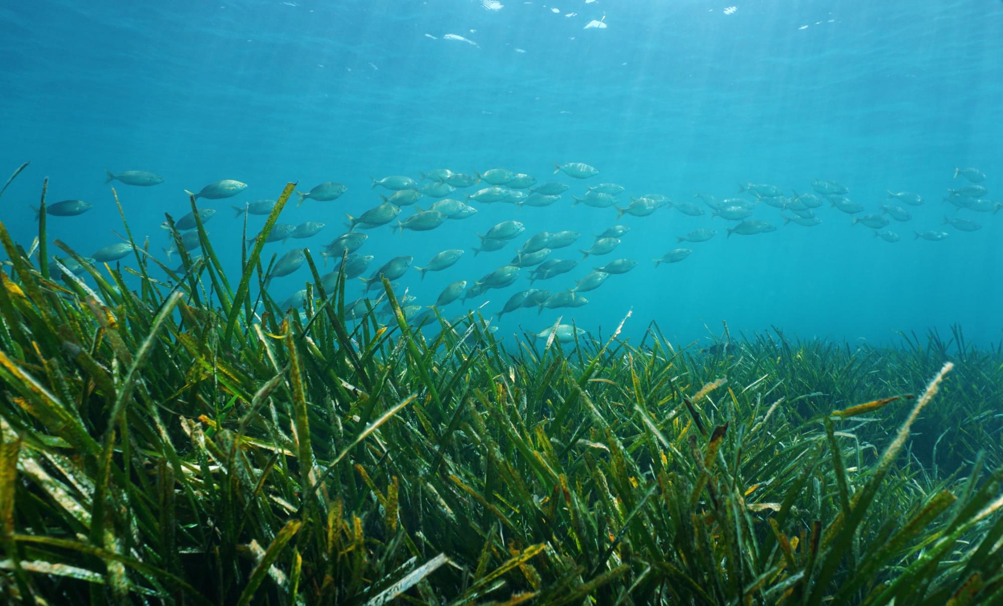 life-below-water-santiburi-koh-samui