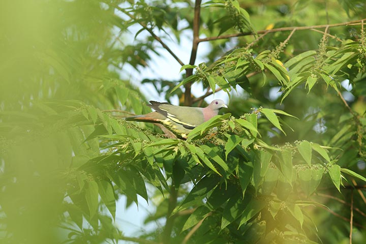 Life On Land Image