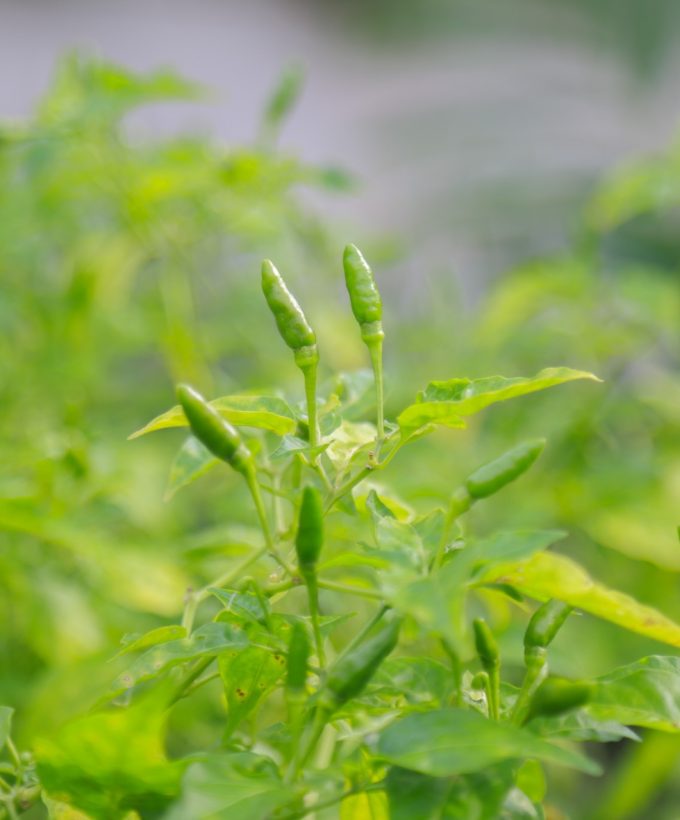 100 Miles Culinary Journey