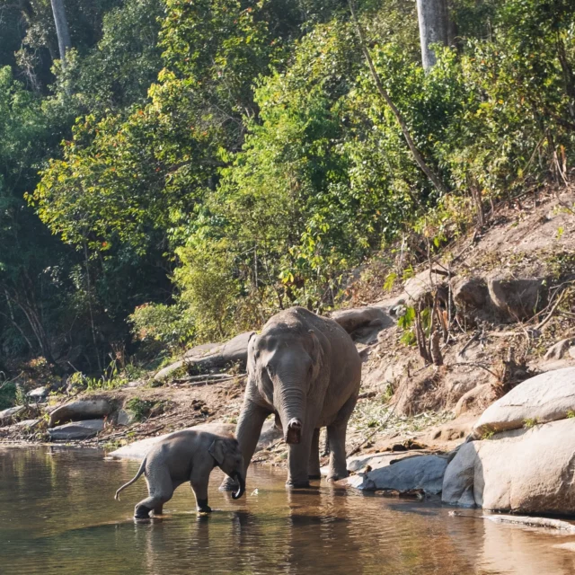 Less than a 15-minute drive from the resort, the Samui Elephant Sanctuary offers a chance to feed and connect with these gentle giants up close. A safe haven for elephants once burdened by logging and tourism, the sanctuary provides a peaceful retirement where they can roam, bathe, and socialise freely. ⁠
⁠
Join us for a day spent with these majestic creatures.⁠
⁠
#SantiburiKohSamui #สันติบุรีเกาะสมุย