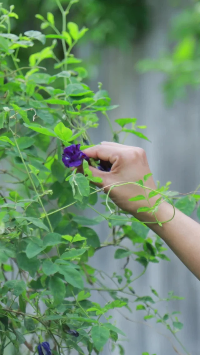 Ingredients from our garden, thoughtfully picked and transformed into vibrant dishes.⁠
⁠
Join us for an authentic dining experience that’s as fresh as it gets.⁠
⁠
#SantiburiKohSamui #สันติบุรีเกาะสมุย