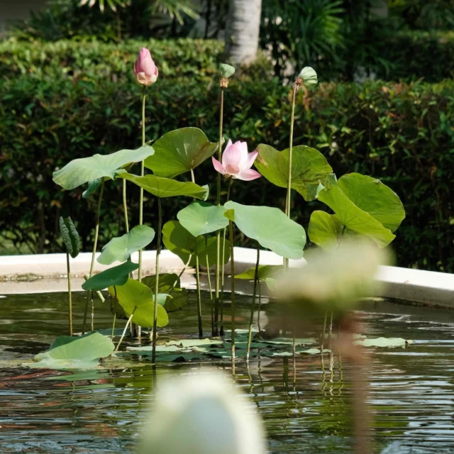 Our haven is surrounded by vibrant local flora, carefully nurtured with sustainable practices. It’s our way of preserving the natural beauty of Koh Samui.⁠
⁠
Discover more about our efforts via the link in our bio.⁠
⁠
📷 by @khalifavirginie⁠
⁠
#SantiburiSamui #Sustainability #EcoFriendly #GreenLiving #ClimateAction #Recycle #ZeroWaste #EcoTourism #GreenEnergy #NatureLovers #SustainableLiving #carbonneutralby2030