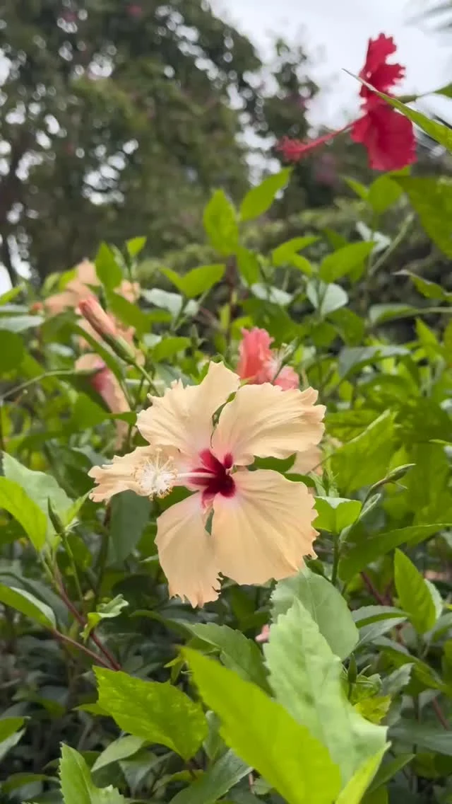 Behold the beauty of the Queen of Tropical Flowers. 🌺⁠
⁠
Wander through our lush estate and discover the Hibiscus in a stunning spectrum of colors. From fiery oranges to delicate pinks, these vibrant blooms add a touch of royal elegance to every corner of Santiburi.⁠
⁠
Which hue is your favorite? Share it with us in the comments! ✨⁠
⁠
#SantiburiKohSamui #สันติบุรีเกาะสมุย#SAiiDISCOVERY