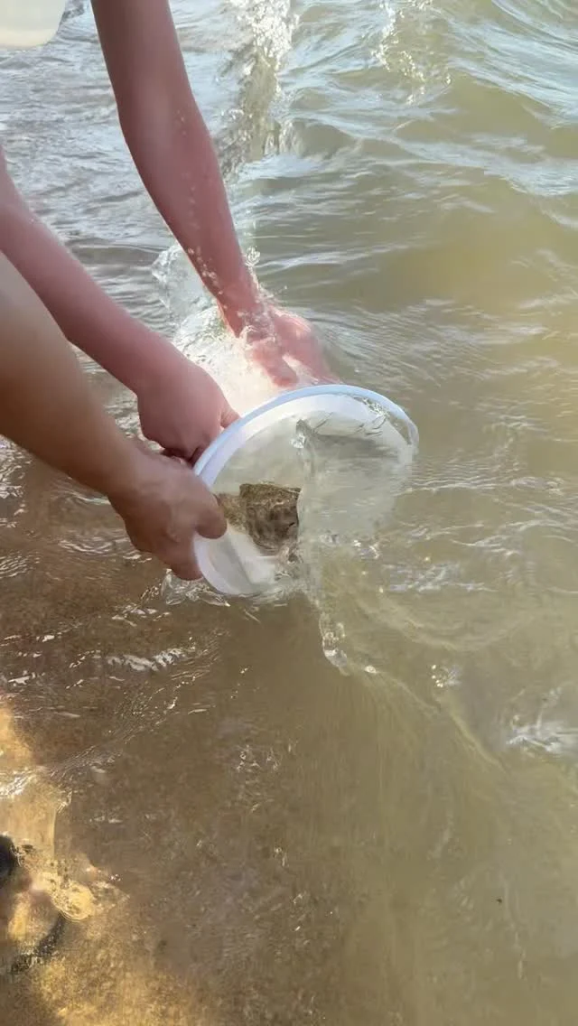 Small steps. A healthier ocean. A better tomorrow. 🦀

This year’s Earth Day, Santiburi Koh Samui had the privilege of releasing blue swimming crabs and baby crabs back into the sea, together with Ban Tai Blue Swimming Crab Bank, Koh Samui — with deep gratitude to the ocean that gives us so much, and a steadfast commitment to preserving its natural treasures for generations to come.
Because a thriving ocean is the greatest luxury of all.

#SantiburiKohSamui #สันติบุรีเกาะสมุย #SAiiDISCOVERY